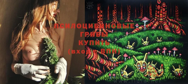 стаф Алзамай